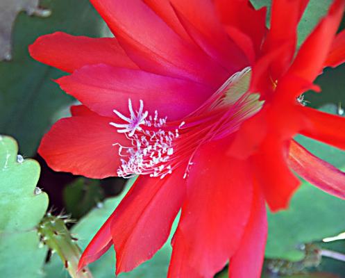 image 611-kaktus-rot-jpg