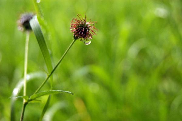 image blume-mit-tropfen-jpg