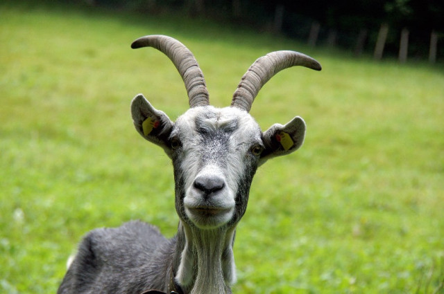 509a-ziege image 509a-ziege-jpg