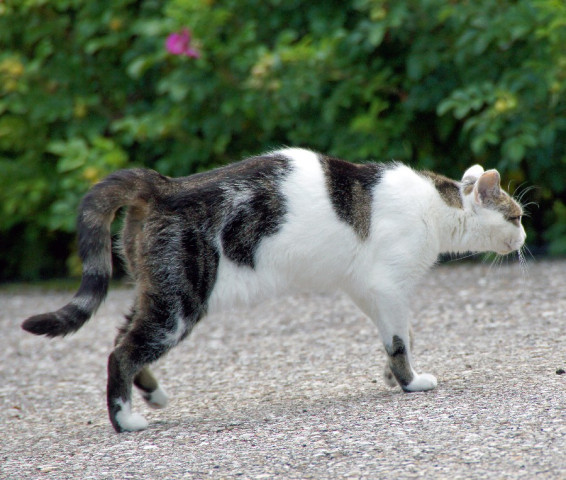 6606-bkatze image 6606-bkatze-jpg