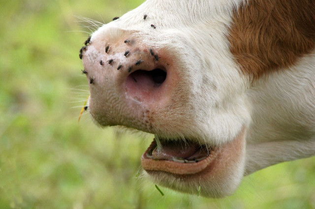 7058-kuhschnauze image 7058-kuhschnauze-jpg